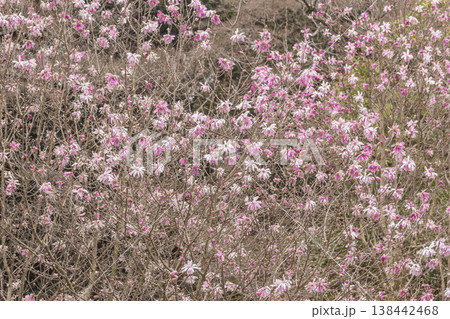 春の花　シデコブシ 138442468