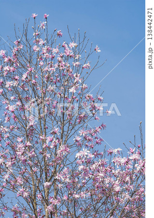 春の花　シデコブシ 138442471