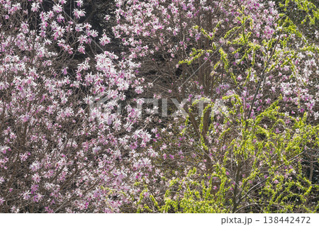 春の花　シデコブシ 138442472