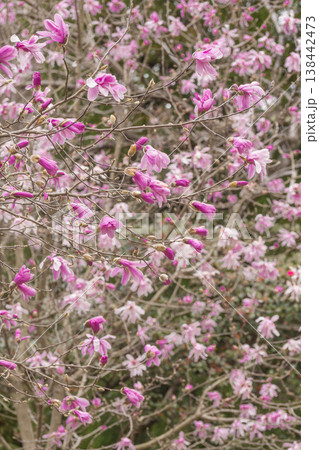 春の花 シデコブシ 春の花 シデコブシ 138442473