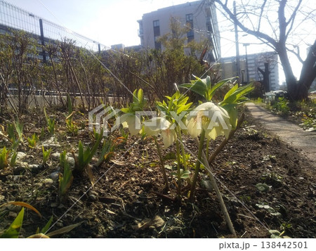 クリスマスローズのクリーム色の花 138442501