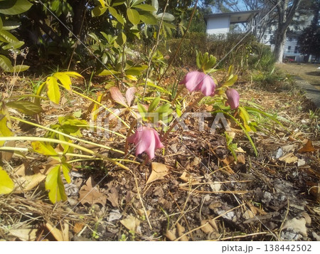 桃色のクリスマスローズの花 138442502