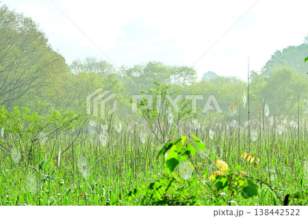 湿地帯の新緑風景　北本自然公園　埼玉県北本市 138442522
