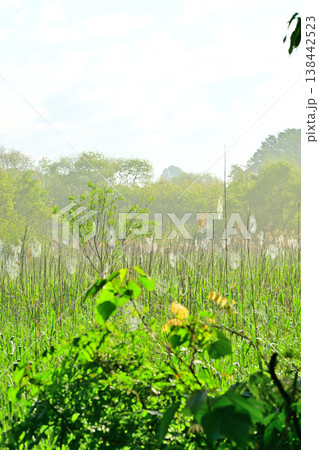 湿地帯の新緑風景　北本自然公園　埼玉県北本市 138442523