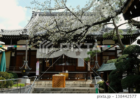 サクラが咲き誇る大田区の密蔵院 138442577