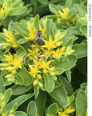 キリンソウの花を訪れたアブ キリンソウの花を訪れたアブ 138442610