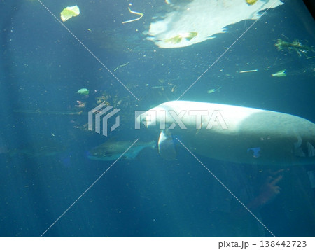 マナティと一緒に泳ぐ魚 マナティと一緒に泳ぐ魚 138442723