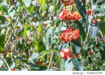 Close-up of bright orange Chinese Hat plant flowers blooming in a lush green garden. Beautiful Holmskioldia sanguinea blossoms with distinctive bell-shaped calyxes under natural sunlight. 138442749
