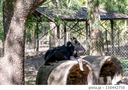 Mainland serow with dark fur resting on a concrete structure in a zoo enclosure. Rare goat-antelope species at a wildlife sanctuary surrounded by trees and chain-link fencing on a sunny day. 138442750