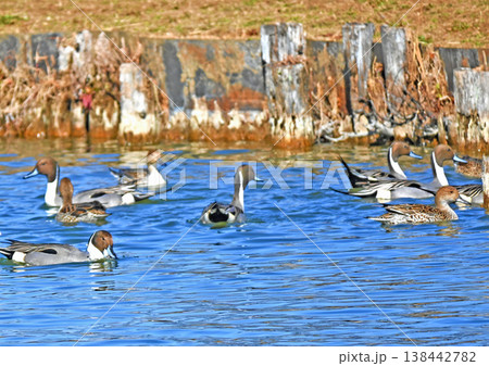 水辺でくつろぐオナガガモの群れ 138442782