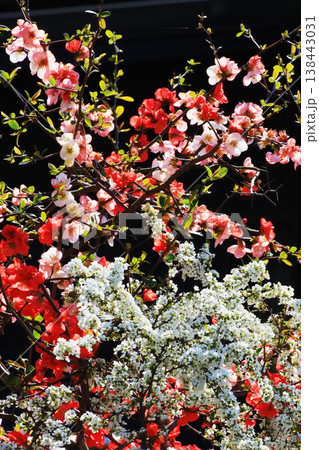 春の彩り 紅白の花が咲き誇る華やかな自然背景 138443031