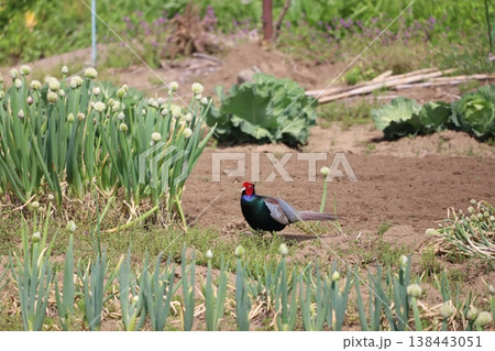 畑のネギ坊主とキジ 138443051