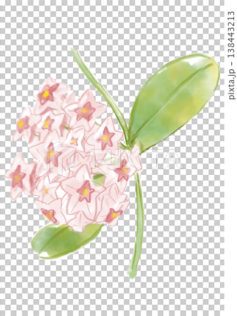 A hand-painted watercolor illustration of blooming Hoya carnosa flowers. A hand-painted watercolor illustration of blooming Hoya carnosa flowers. 138443213
