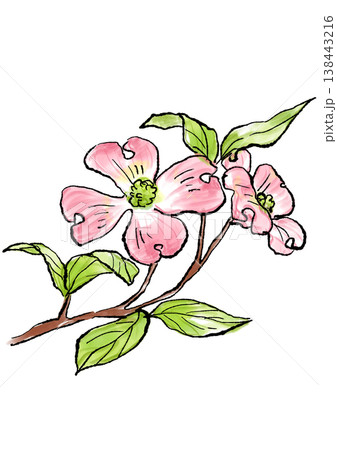 咲き誇るハナミズキの花の手描きの線画と水彩イラスト 138443216