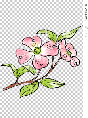 咲き誇るハナミズキの花の手描きの線画と水彩イラスト 138443216