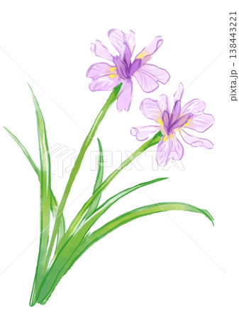 咲き誇るヒメシャガの花の手描きの水彩イラスト 138443221