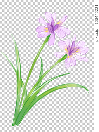 咲き誇るヒメシャガの花の手描きの水彩イラスト 138443221