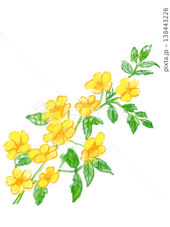 咲き誇るヤマブキの花の手描きの水彩イラスト 咲き誇るヤマブキの花の手描きの水彩イラスト 138443226