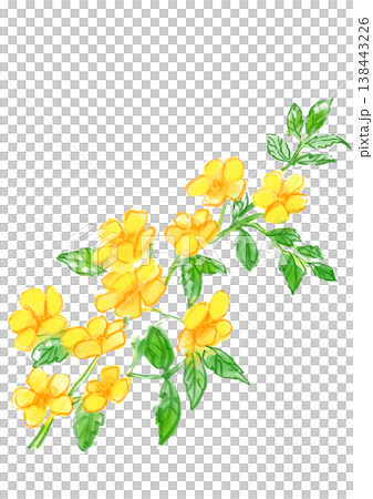 咲き誇るヤマブキの花の手描きの水彩イラスト 咲き誇るヤマブキの花の手描きの水彩イラスト 138443226