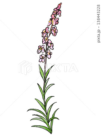 咲き誇るリナリアの花の手描きの線画と水彩イラスト 138443228