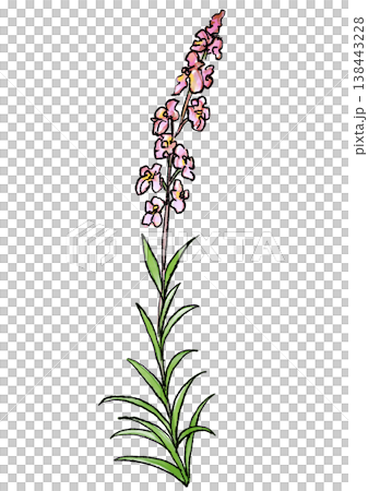咲き誇るリナリアの花の手描きの線画と水彩イラスト 138443228