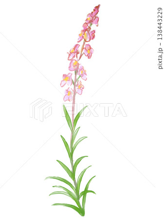 咲き誇るリナリアの花の手描きの水彩イラスト 咲き誇るリナリアの花の手描きの水彩イラスト 138443229