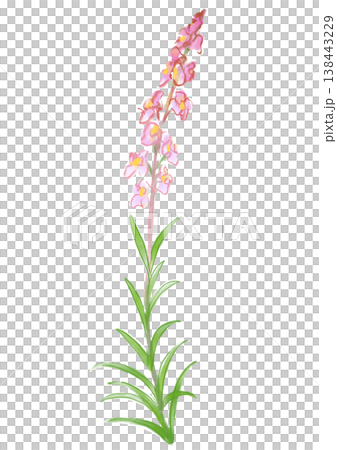 咲き誇るリナリアの花の手描きの水彩イラスト 咲き誇るリナリアの花の手描きの水彩イラスト 138443229