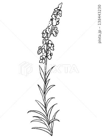 咲き誇るリナリアの花の手描きの線画イラスト 138443230