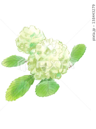咲き誇るオオデマリの花の手描きの水彩イラスト 咲き誇るオオデマリの花の手描きの水彩イラスト 138443279