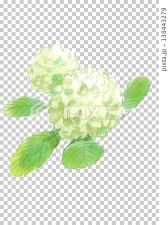 咲き誇るオオデマリの花の手描きの水彩イラスト 咲き誇るオオデマリの花の手描きの水彩イラスト 138443279