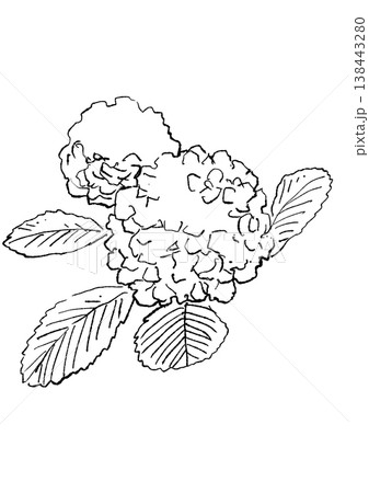咲き誇るオオデマリの花の手描きの線画イラスト 咲き誇るオオデマリの花の手描きの線画イラスト 138443280