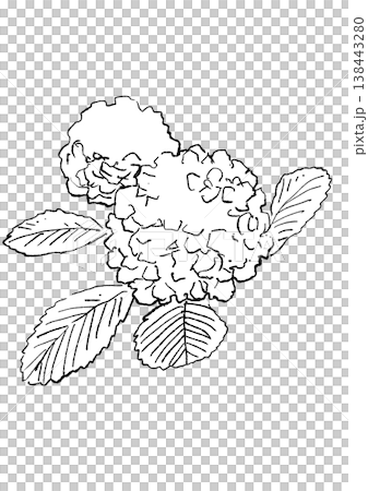 咲き誇るオオデマリの花の手描きの線画イラスト 咲き誇るオオデマリの花の手描きの線画イラスト 138443280