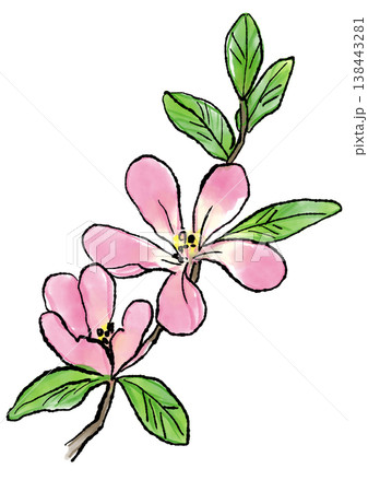 咲き誇るカリンの花の手描きの線画と水彩イラスト 咲き誇るカリンの花の手描きの線画と水彩イラスト 138443281