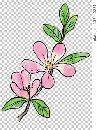 咲き誇るカリンの花の手描きの線画と水彩イラスト 咲き誇るカリンの花の手描きの線画と水彩イラスト 138443281