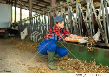 Positive girl takes armful of straw from pile with hands and gives it to cows. 138443306