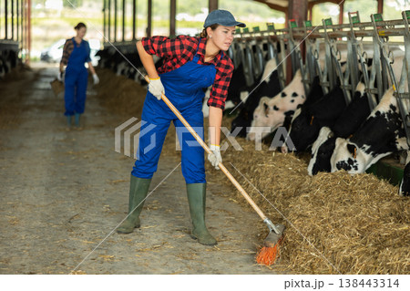 Positive girl works with cows in barn, moves hay closer to cows, provides feeding for animal Positive girl works with cows in barn, moves hay closer to cows, provides feeding for animal 138443314