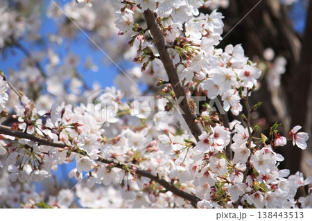 桜のある風景~もうすぐ満開 桜のある風景~もうすぐ満開 138443513