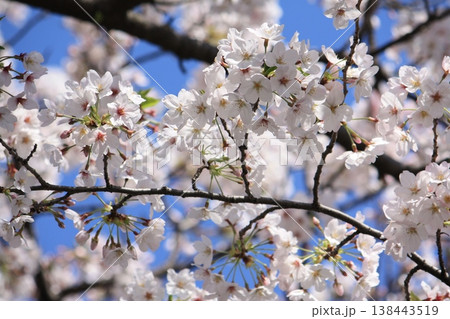 桜のある風景~もうすぐ満開 桜のある風景~もうすぐ満開 138443519