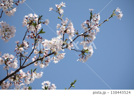 桜のある風景~もうすぐ満開 138443524