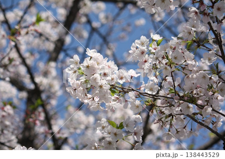 桜のある風景~もうすぐ満開 桜のある風景~もうすぐ満開 138443529