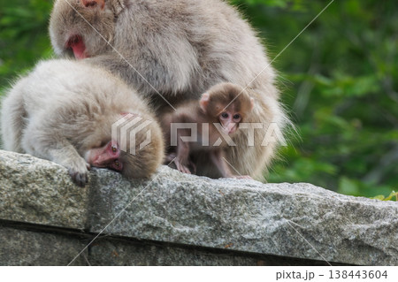 北限のニホンザルの赤ちゃん(青森県) 北限のニホンザルの赤ちゃん(青森県) 138443604