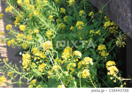 路地裏に咲く菜の花 路地裏に咲く菜の花 138443788
