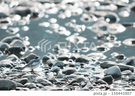 水辺で空を見ているようなハクセキレイ 138443807