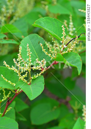 伊豆半島　伊豆山稜線歩道の伽藍山付近　イタドリ 138443827