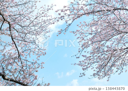 青空と満開の桜のフレーム 春の背景素材 138443870