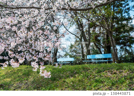 春の公園 満開の桜と並んで置かれた青いベンチ 138443871