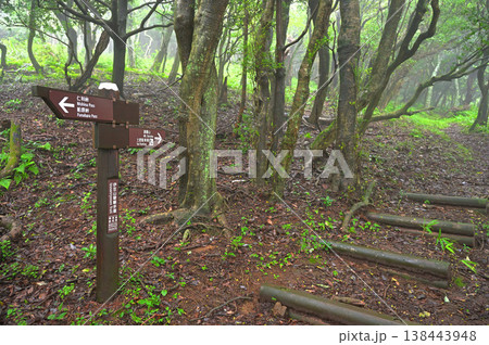 伊豆半島の伊豆山稜線歩道　船原峠付近の森の中の縦走路 138443948