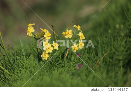春に咲く黄色いスイセンの花 138444127