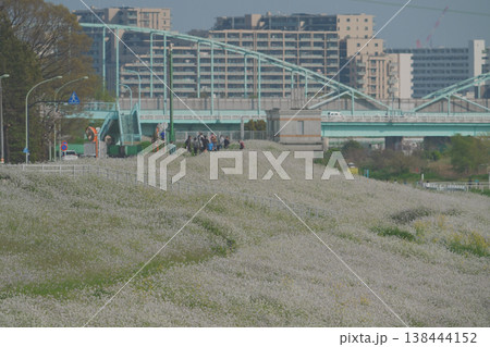 満開のハマダイコン 138444152