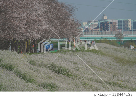 桜並木とハマダイコン 桜並木とハマダイコン 138444155